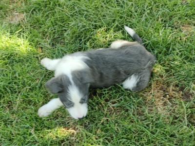 Greengrass Lurcher puppies in Tipperary