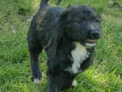 Greengrass Lurcher puppies in Tipperary