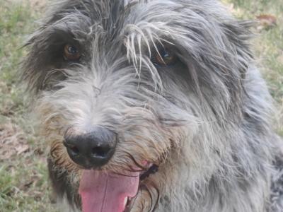 Greengrass Lurcher puppies in Tipperary