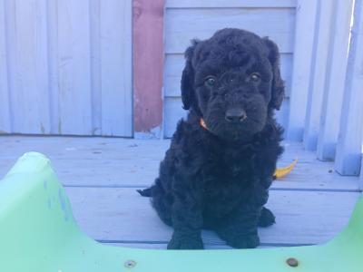 Miniature Cockapoo