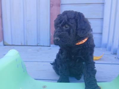 Miniature Cockapoo