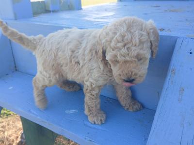 Miniature Cockapoo