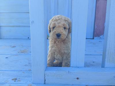 Miniature Cockapoo