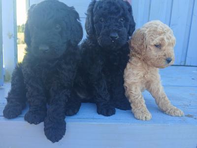 Miniature Cockapoo