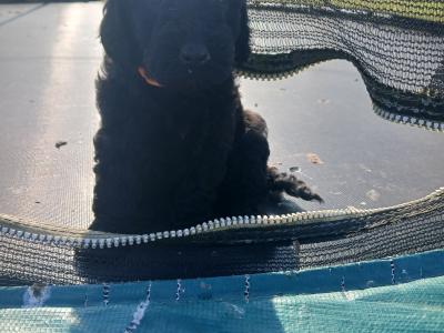 Miniature Cockapoo