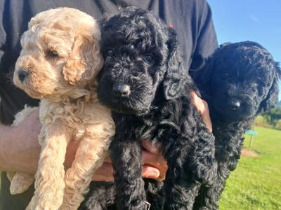 Miniature Cockapoo