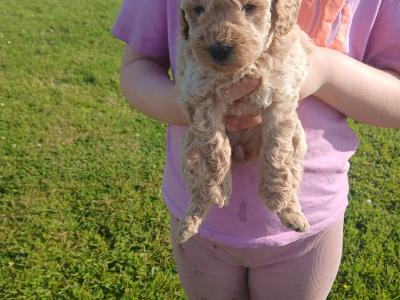 Miniature Cockapoo