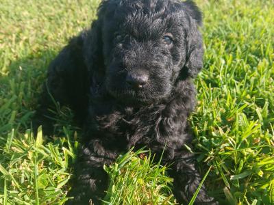 Miniature Cockapoo