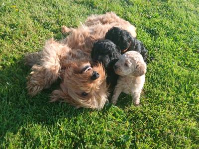 Miniature Cockapoo