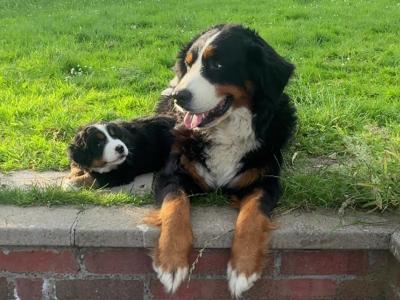 IKC Registered (pending) female Bernese Mountain Dog puppy in Monaghan