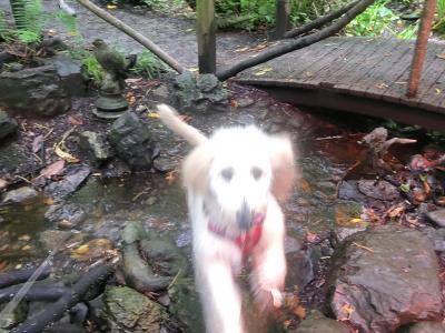 Female Goldendoodle puppy 7 months old in Westmeath
