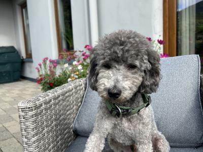 IKC Registered  health tested Silver Miniture Poodle