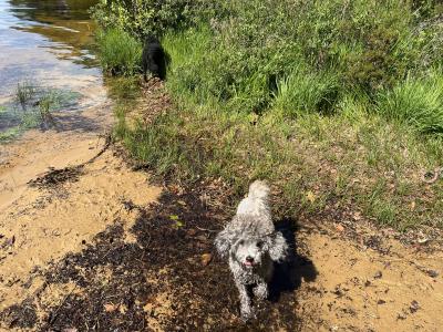 IKC Registered  health tested Silver Miniture Poodle