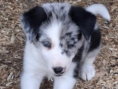 Beautiful Blue Merle Rough Collie puppies for sale in Cavan