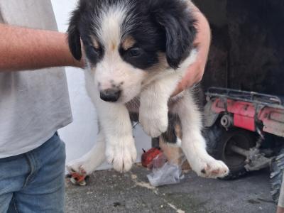 Beautiful Blue Merle Rough Collie puppies for sale in Cavan