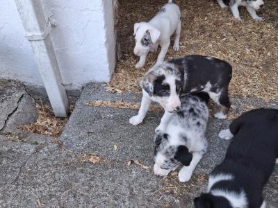 Beautiful Blue Merle Rough Collie puppies for sale in Cavan