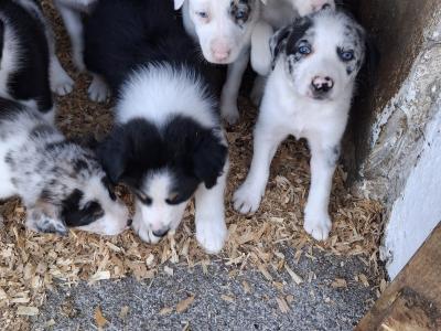 Beautiful Blue Merle Rough Collie puppies for sale in Cavan