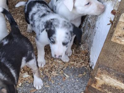 Beautiful Blue Merle Rough Collie puppies for sale in Cavan