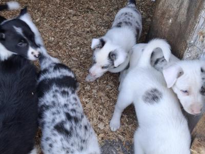 Beautiful Blue Merle Rough Collie puppies for sale in Cavan
