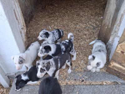 Beautiful Blue Merle Rough Collie puppies for sale in Cavan