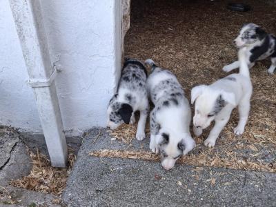 Beautiful Blue Merle Rough Collie puppies for sale in Cavan