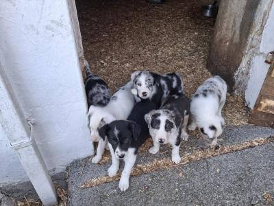 Beautiful Blue Merle Rough Collie puppies for sale in Cavan