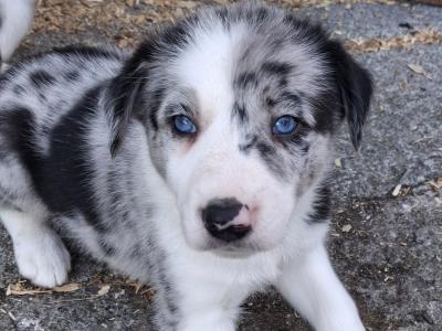 Beautiful Blue Merle Rough Collie puppies for sale in Cavan