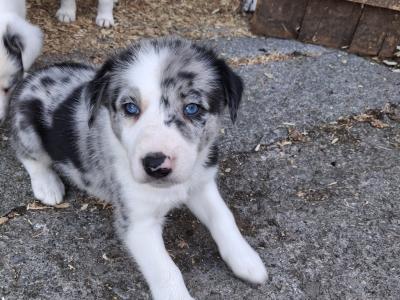 Beautiful Blue Merle Rough Collie puppies for sale in Cavan