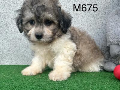 Teddy Bear (Bichon Frise x Shih Tzu) puppies in Cavan 😍