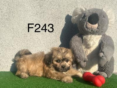 Teddy Bear (Bichon Frise x Shih Tzu) puppies in Cavan 😍