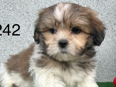 Teddy Bear (Bichon Frise x Shih Tzu) puppies in Cavan 😍