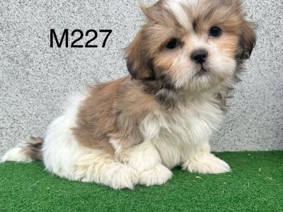Teddy Bear (Bichon Frise x Shih Tzu) puppies in Cavan 😍