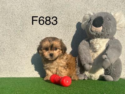Teddy Bear (Bichon Frise x Shih Tzu) puppies in Cavan 😍