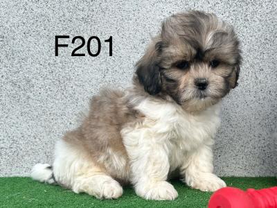 Teddy Bear (Bichon Frise x Shih Tzu) puppies in Cavan 😍