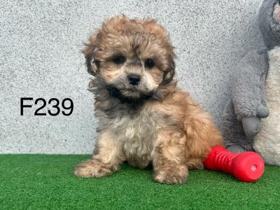 Teddy Bear (Bichon Frise x Shih Tzu) puppies in Cavan 😍