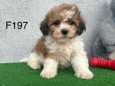 Teddy Bear (Bichon Frise x Shih Tzu) puppies in Cavan 😍