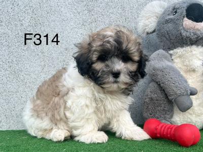 Teddy Bear (Bichon Frise x Shih Tzu) puppies in Cavan 😍