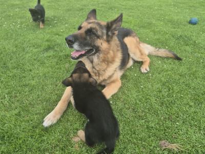 2 IKC Registered (pending) German Shepherd female puppies for sale in Offaly