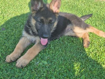 2 IKC Registered (pending) German Shepherd female puppies for sale in Offaly