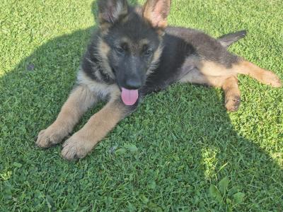 2 IKC Registered (pending) German Shepherd female puppies for sale in Offaly