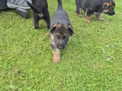 2 IKC Registered (pending) German Shepherd female puppies for sale in Offaly