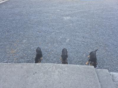 2 IKC Registered (pending) German Shepherd female puppies for sale in Offaly
