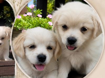 Two Bichon Frise x Chihuahua puppies left in Tipperary 🐾 Girl white & tan ears / Boy white fluffy