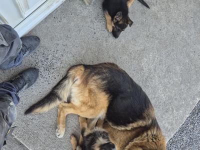 2 IKC Registered (pending) German Shepherd female puppies for sale in Offaly