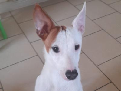 Beautiful female purebred Jack Russell puppy 8 months old in Cork