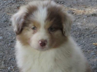 Red Merle female Australian Shepherd puppy in Waterford