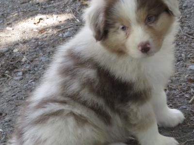 Red Merle female Australian Shepherd puppy in Waterford