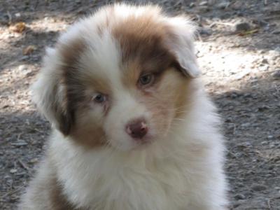 Red Merle female Australian Shepherd puppy in Waterford