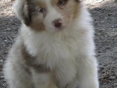 Red Merle female Australian Shepherd puppy in Waterford