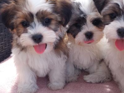 Gorgeous Teddy Bear Shichon (Bichon Frise x Shih Tzu) puppies for sale in Limerick ✨️